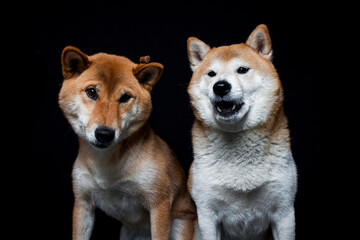 Two shiba inus trying to catch a treat in the studio. More dogs make a funny face while catching food