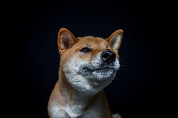 Shiba Inu fängt Leckerlis im Studio mit schwarzen Hintergrund.