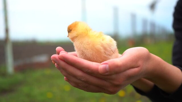 Newborn chicken in hands. Baby chick on a close-up of a human palm, on a blurred background.