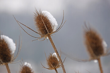 Nature hivernale