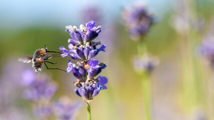Insecte Lavande