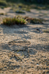 One shoe footprint on the sea sand. The light of dawn reflected on the small stones and bushes.