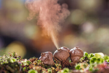 Puffball fungus (Lycoperdon perlatum) spores reproduction smoke mushroom