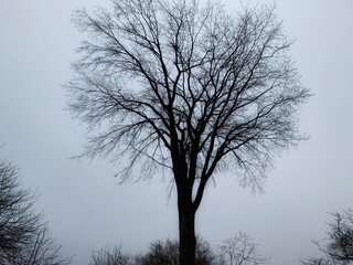 silhouette of a tree