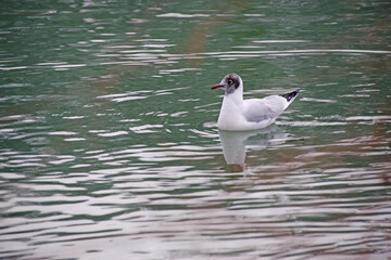 Oiseau nageant sur le lac du Parc de la Tête d'Or