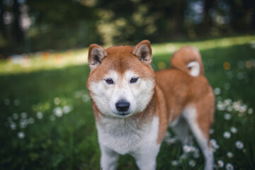 Shiba Inu auf einer grüßnen Blumenwiese.