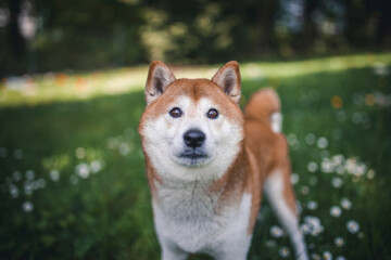 Shiba Inu auf einer grüßnen Blumenwiese.