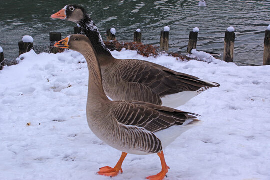 227 Best Oie Sauvage Images Stock Photos Vectors Adobe Stock 227 Best Oie Sauvage Images Stock Photos Vectors Adobe Stock