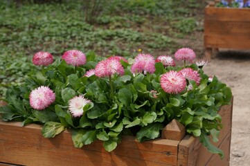 Fototapeta na wymiar Pink daisies in wooden vases in the botanical garden.