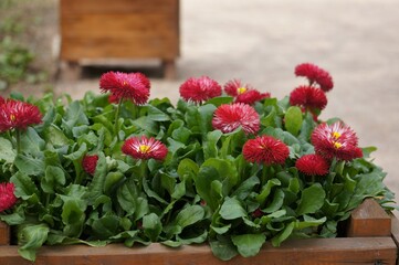 Red daisies in a planting box for planting on a flower bed.