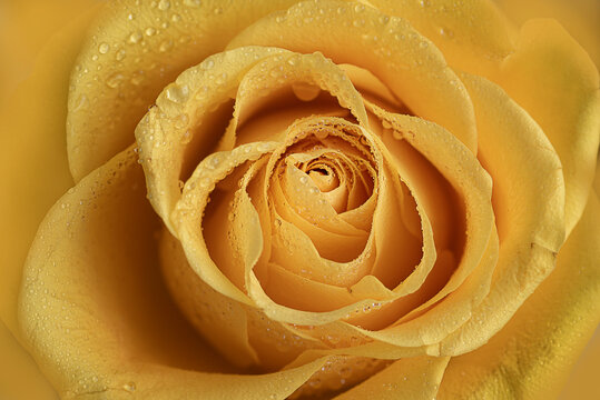 Yellow rose macro closeup 