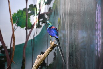 Animals at the zoo 