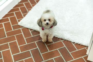 Small white bichon dog on a red brick floor with a white rug