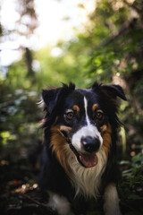Potrait of an Australian Shepherd dog outdoor in the Fall. Close up head shot of a fluffy tri color Aussie in the nature. Dog sitting in bushes