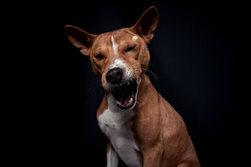 Basenji im Fotostudio schnappt nach essen. Hund fängt Treats und macht ein witziges gesicht. 