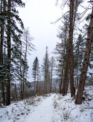 Fototapeta premium Winter forest on a cloudy day in the mountains