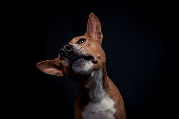 Basenji im Fotostudio schnappt nach essen. Hund fängt Treats und macht ein witziges gesicht. 