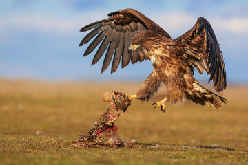 Birds of prey - White-tailed Eagle (Haliaeetus albicilla)