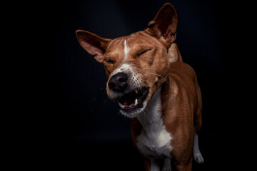Basenji im Fotostudio schnappt nach essen. Hund fängt Treats und macht ein witziges gesicht. 