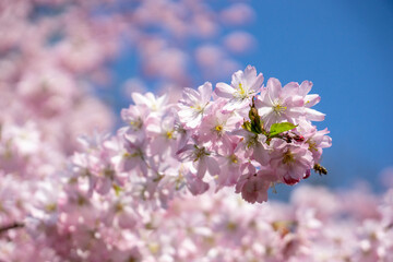 cherry blossom in the spring, branch of cherry tree
