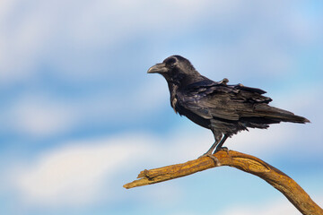 Common Raven (Corvus Corax) On the Branch