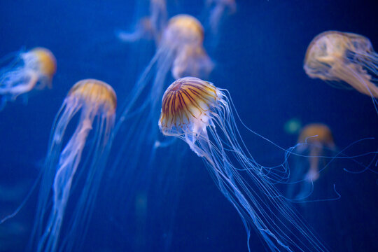 jelly fish in aquarium, high iso image