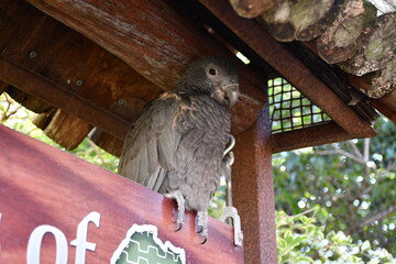 Animals at the zoo 