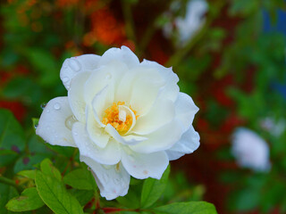 White Rose at Dusk