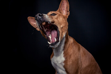 Basenji im Fotostudio schnappt nach essen. Hund fängt Treats und macht ein witziges gesicht. 
