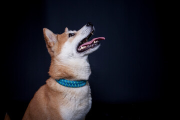 Shiba Inu im Studio mit schwarzen Hintergrund.