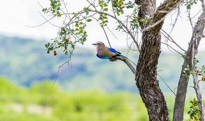 Lilac breasted roller