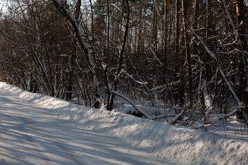 snow covered trees