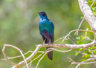Greater blue starling