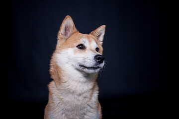 Portrait von Shiba Inu im Studio mit schwarzen Hintergrund.