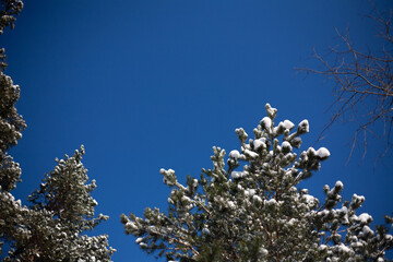branches against blue sky