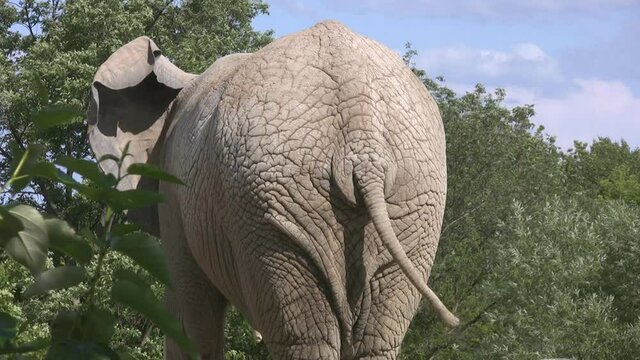 Happy elephant. Rearview of elephant wagging its tail. 