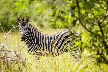 Zebra