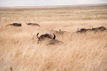 Buffalos under Savannah grass