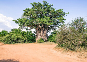 African Baobab