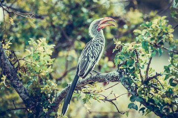 Hornbill