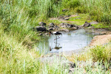 Saddle billed stork