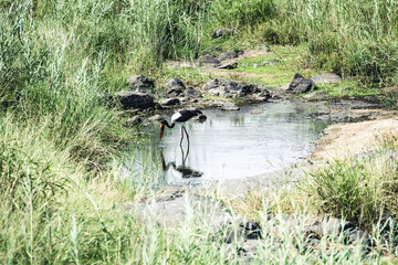 Saddle billed stork