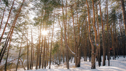 Beautiful winter snowy forest covered with fresh frosty white snow. Gold sunset sunshine bursting through logs and branches of old huge tall pine trees growing on snowy hills. Amazing winter weather