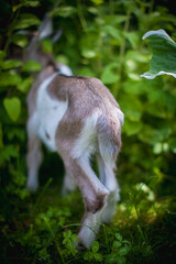 Cute young grey goatling in a garden