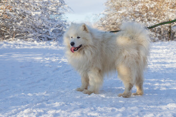 Samoyed - Samoyed beautiful breed Siberian white dog. Samoyed has his tongue out. The dog is fastened on a leash. There is snow in the background.
