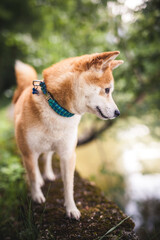Shiba Inu auf einem Stein neben dem Wasser.