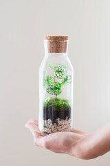 A closeup of a hand holding bottlegarden terrarium (transparent decorative jar) forest in the glass