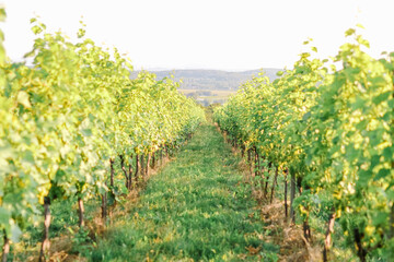 Fototapeta na wymiar A beautiful view of a vineyard in the green hills 