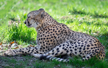 Naklejka na ściany i meble cheetah in the grass at a sunny day