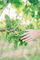 Naklejka na ściany i meble A young girls hand touches a bunch of green grapes